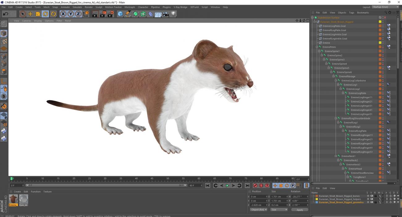 3D Eurasian Stoat Brown Rigged for Cinema 4D