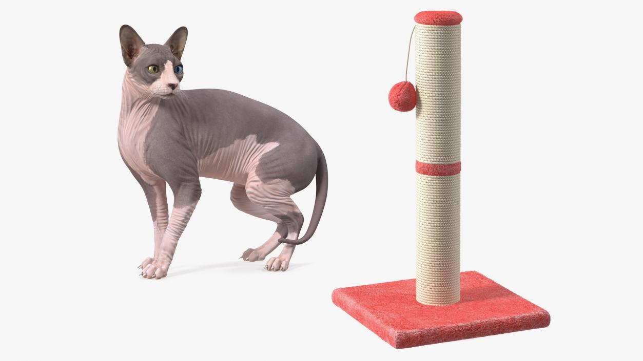 3D Sphynx Cat with Cat Scratching Post Collection