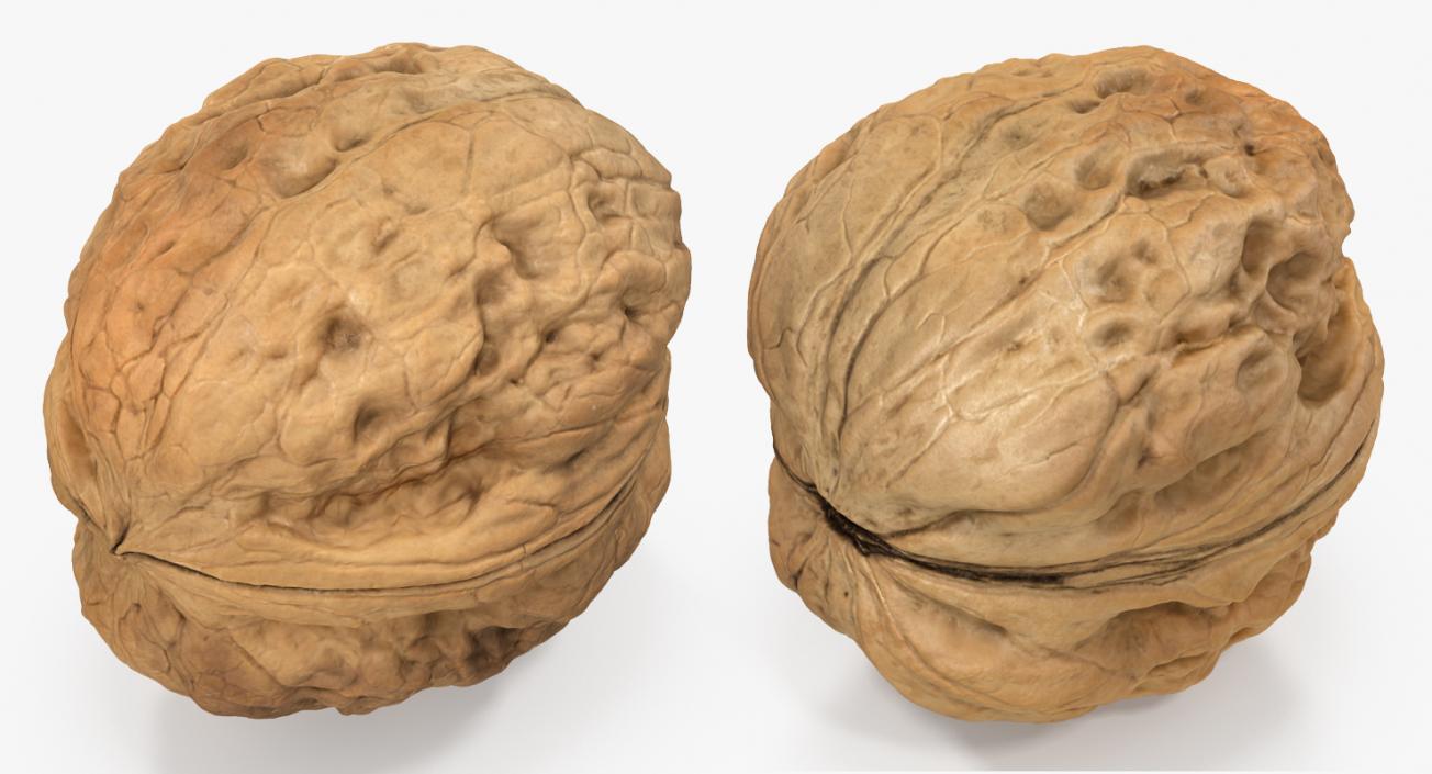 3D model Walnut