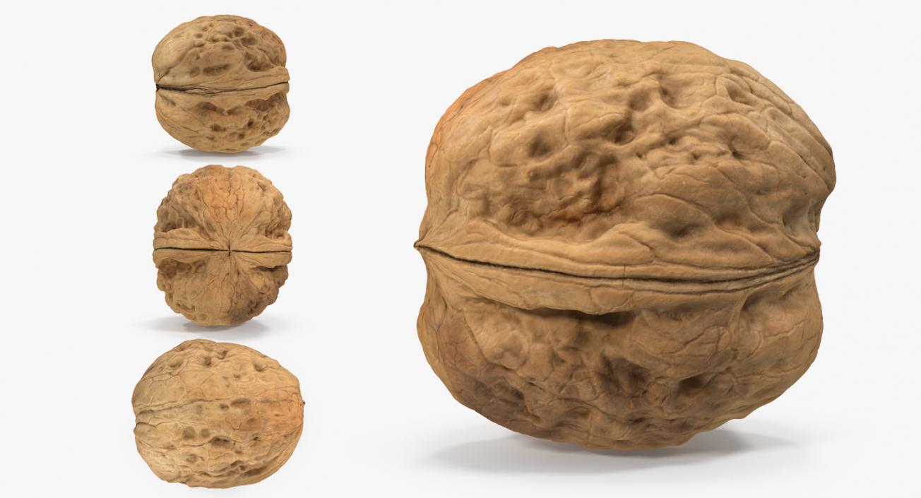 3D model Walnut