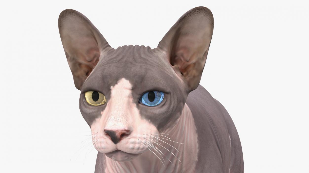 Sphynx Cat with Heterochromia 3D model