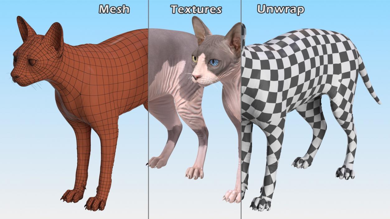 Sphynx Cat with Heterochromia 3D model