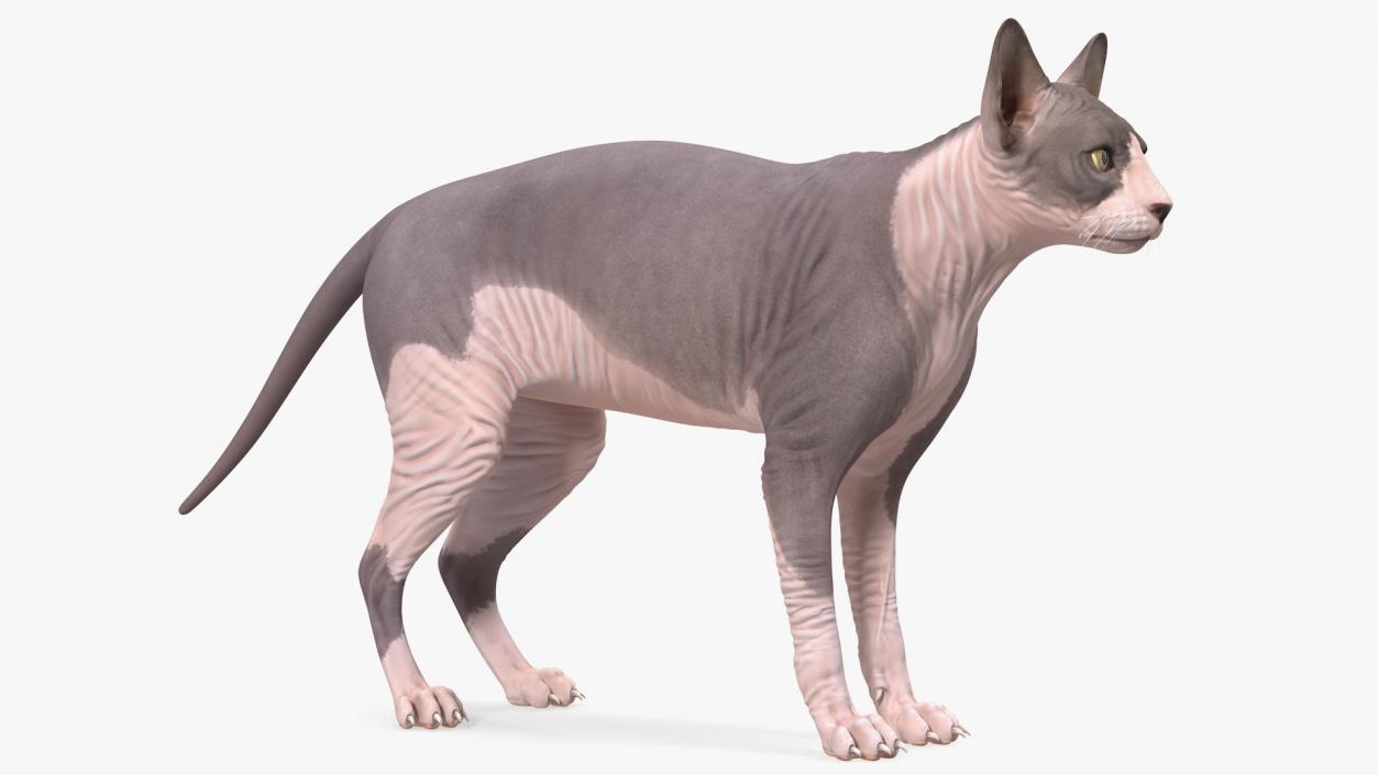 Sphynx Cat with Heterochromia 3D model