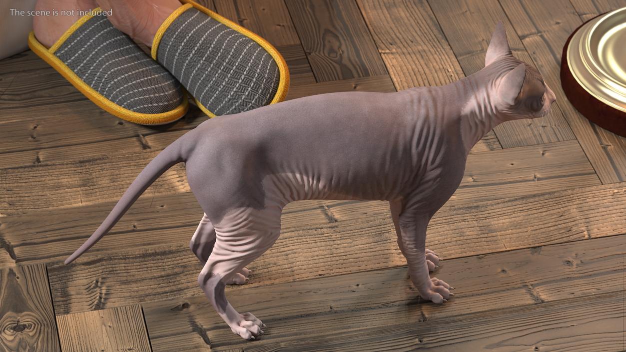 Sphynx Cat with Heterochromia 3D model