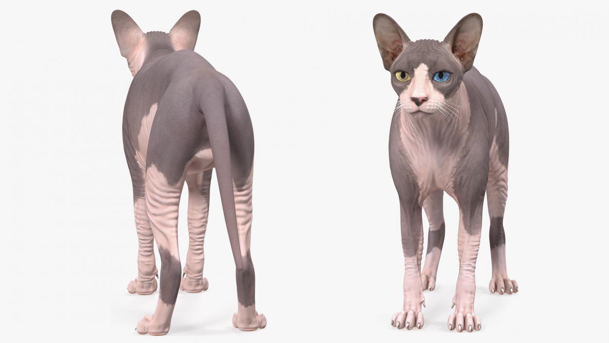 Sphynx Cat with Heterochromia 3D model