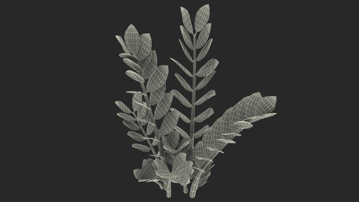 3D Fern Arum Zamioculcas