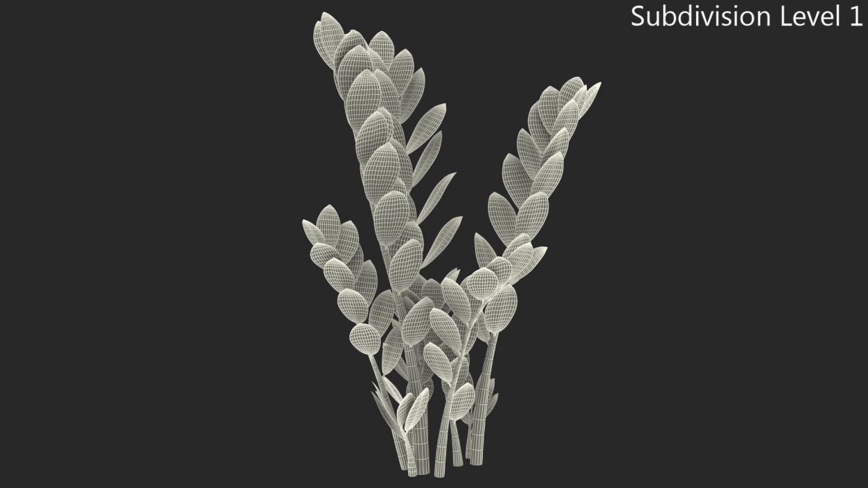 3D Fern Arum Zamioculcas