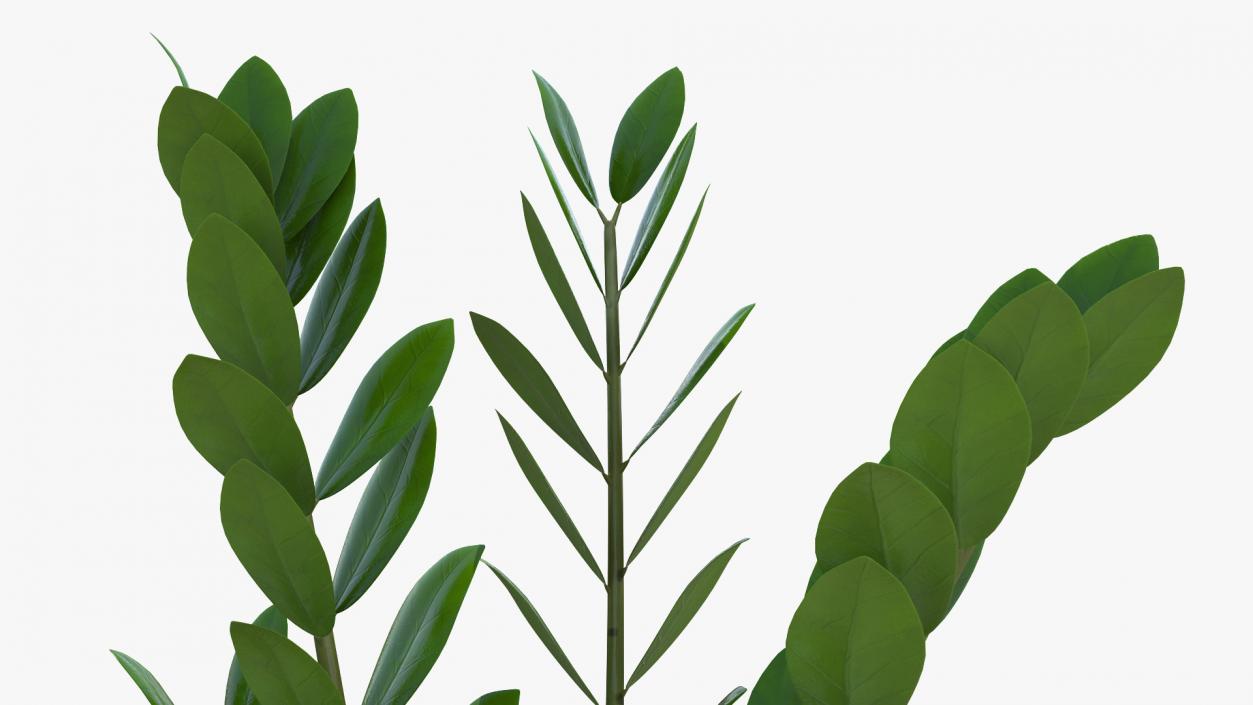 3D Fern Arum Zamioculcas