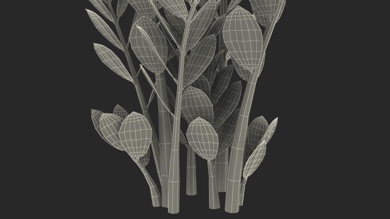 3D Fern Arum Zamioculcas