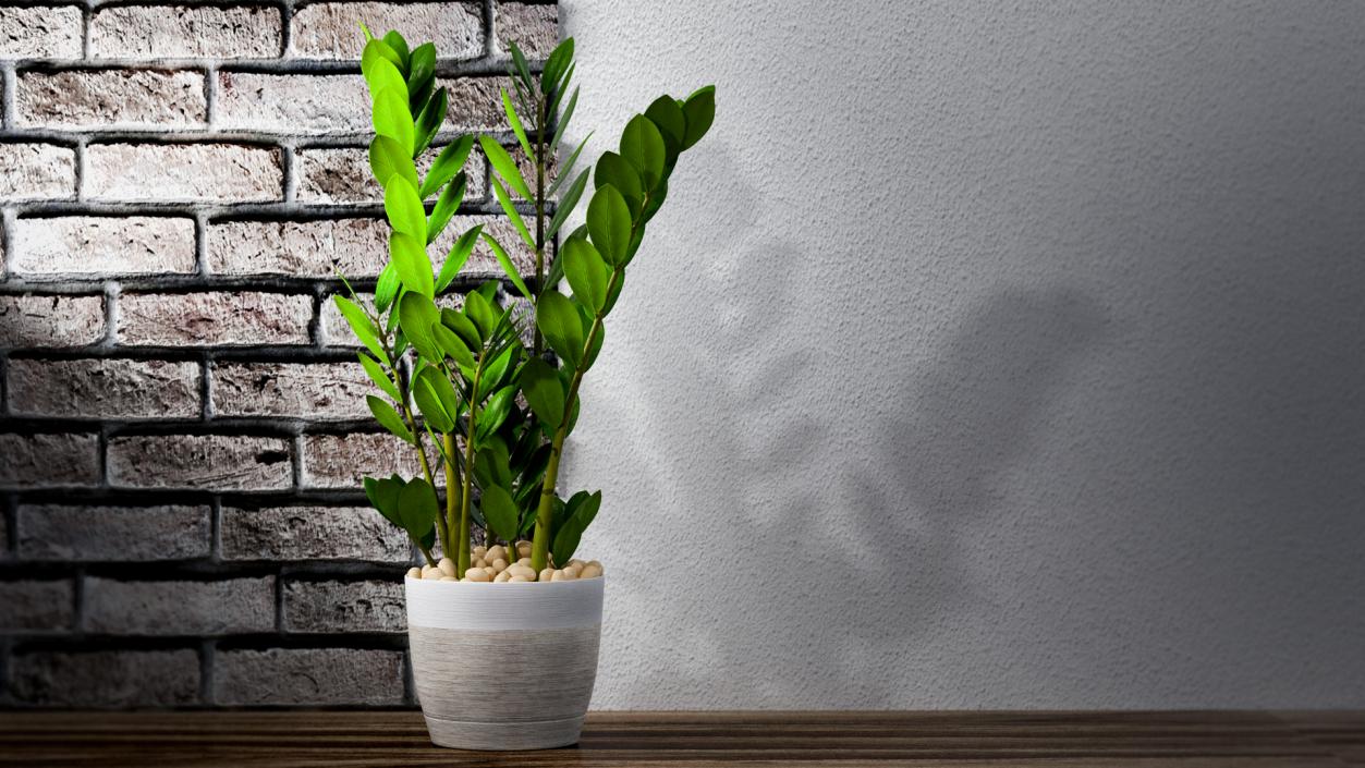 3D Fern Arum Zamioculcas