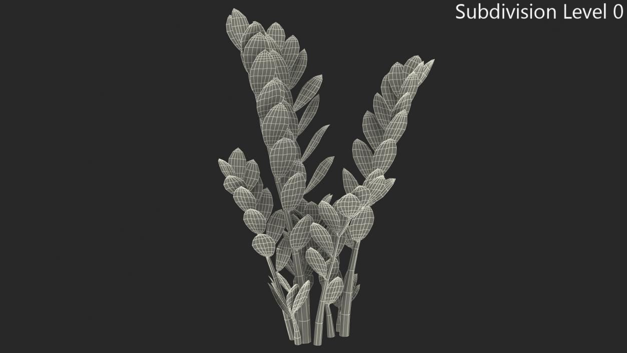 3D Fern Arum Zamioculcas