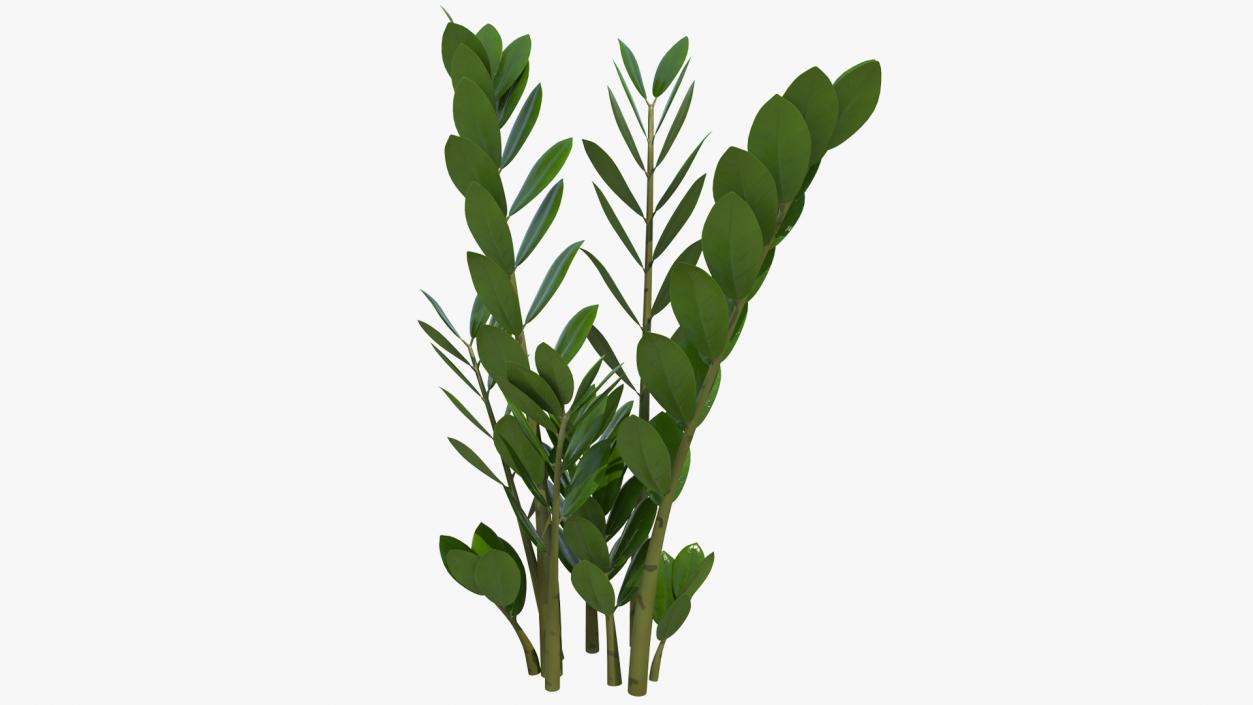 3D Fern Arum Zamioculcas