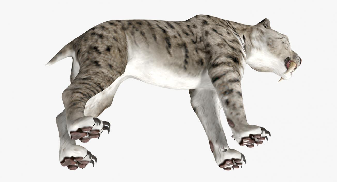 Arctic Saber Tooth Cat 3D