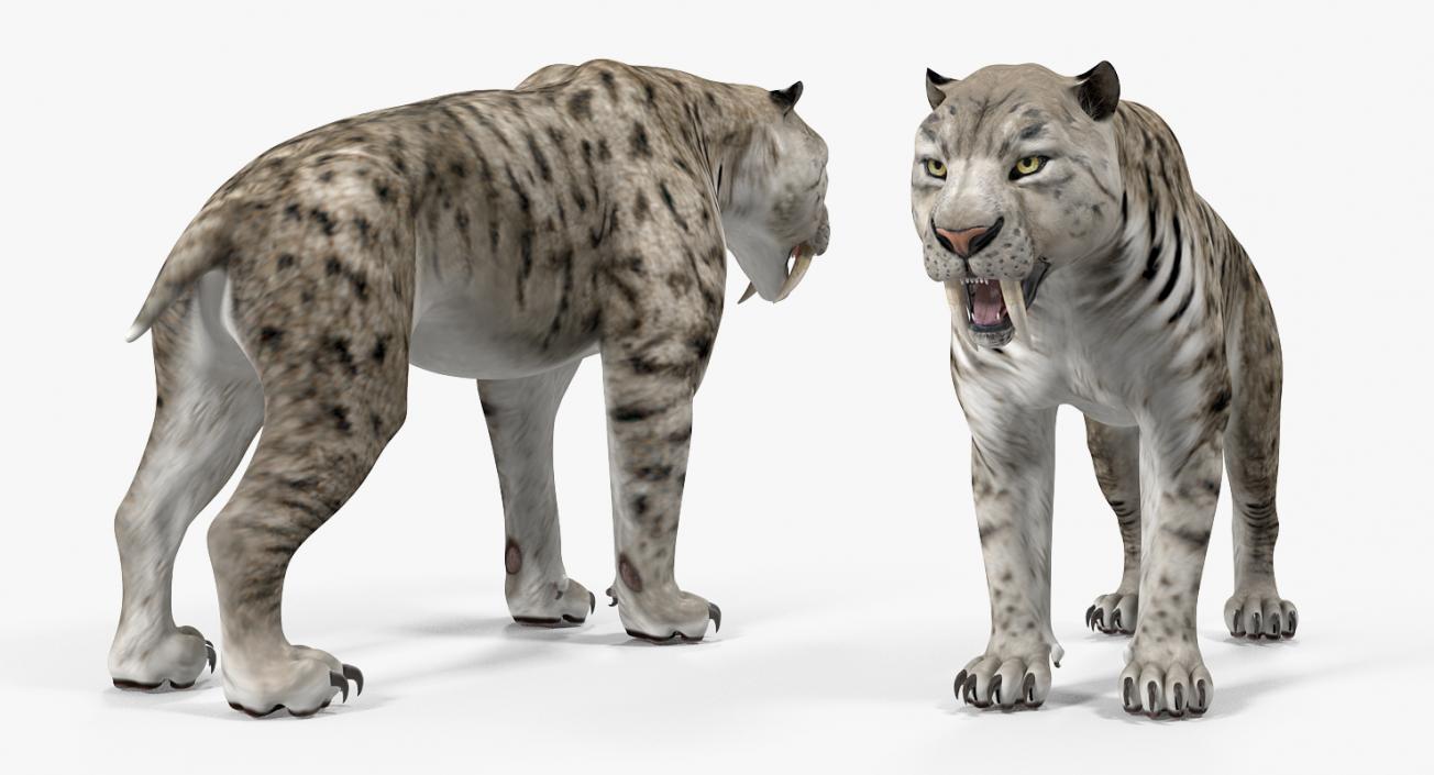 Arctic Saber Tooth Cat 3D