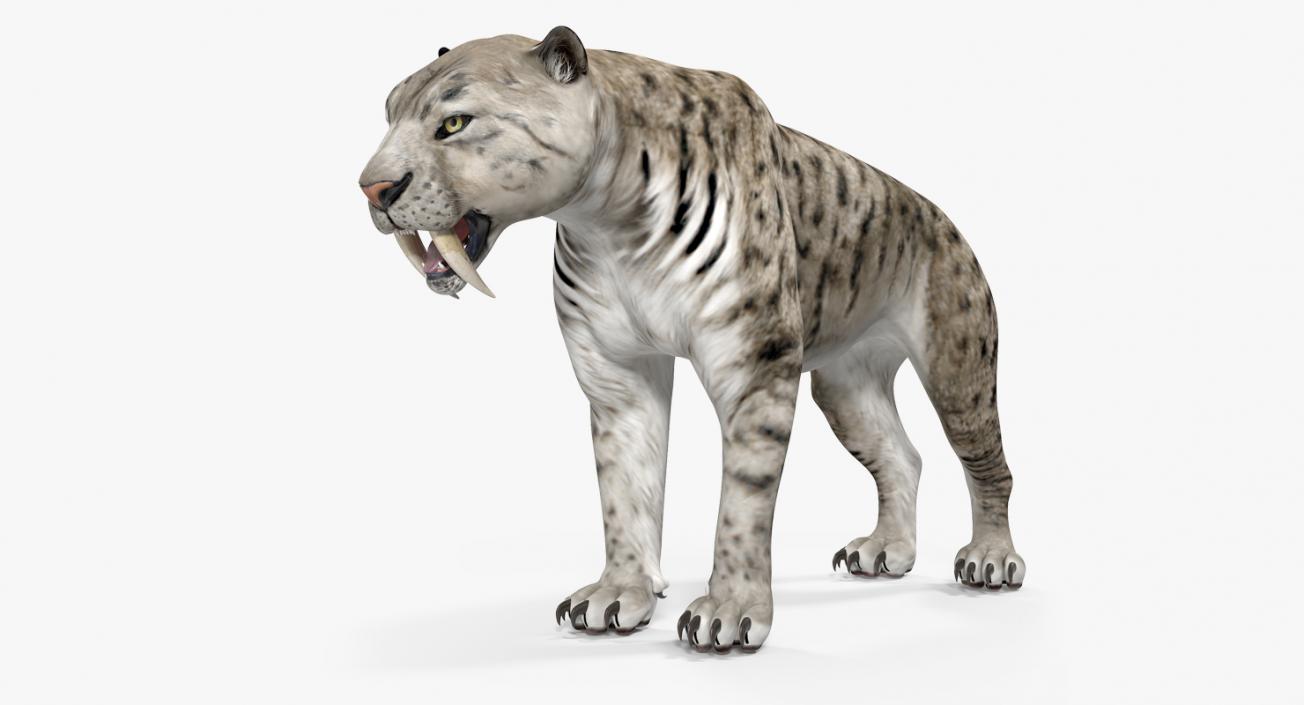 Arctic Saber Tooth Cat 3D