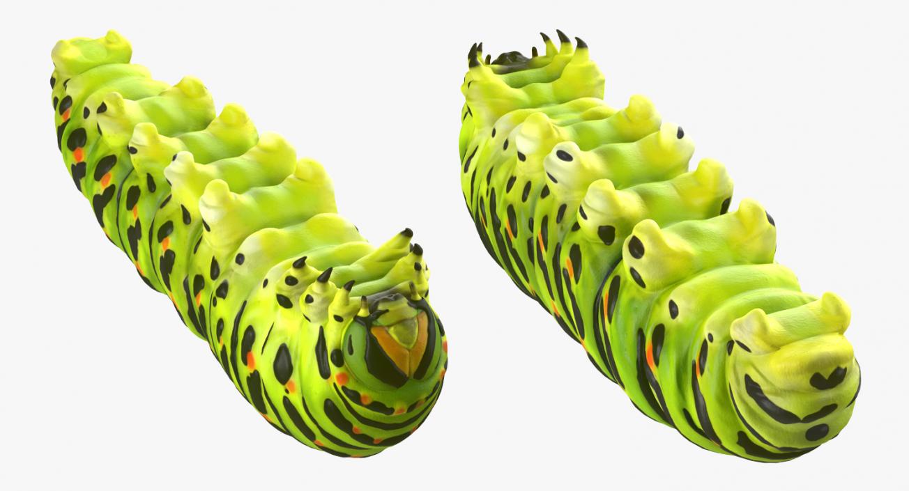 3D Swallowtail Butterfly and Caterpillar Collection model