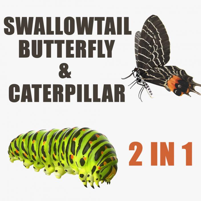 3D Swallowtail Butterfly and Caterpillar Collection model