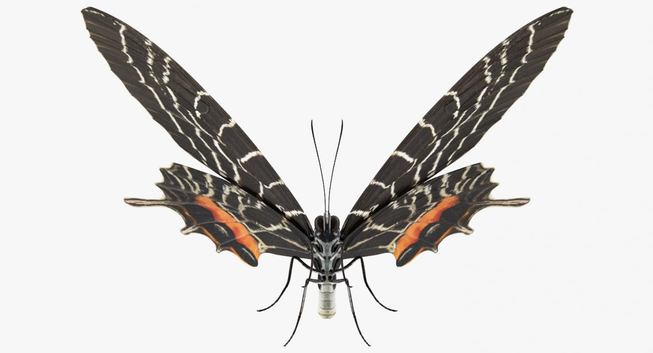 3D Swallowtail Butterfly and Caterpillar Collection model