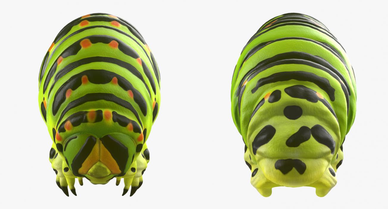 3D Swallowtail Butterfly and Caterpillar Collection model