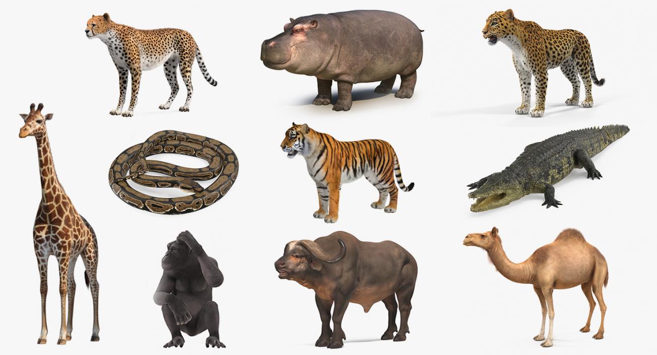 3D African Animals Collection 7 model