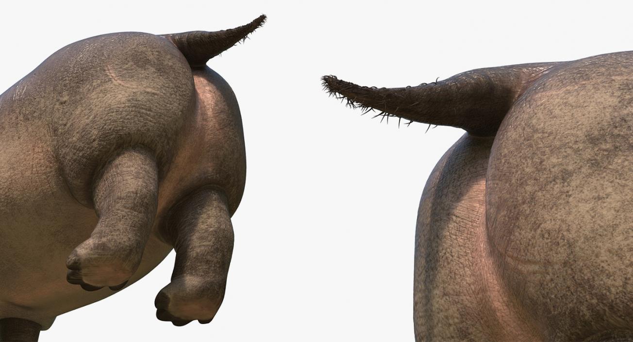 3D African Animals Collection 7 model