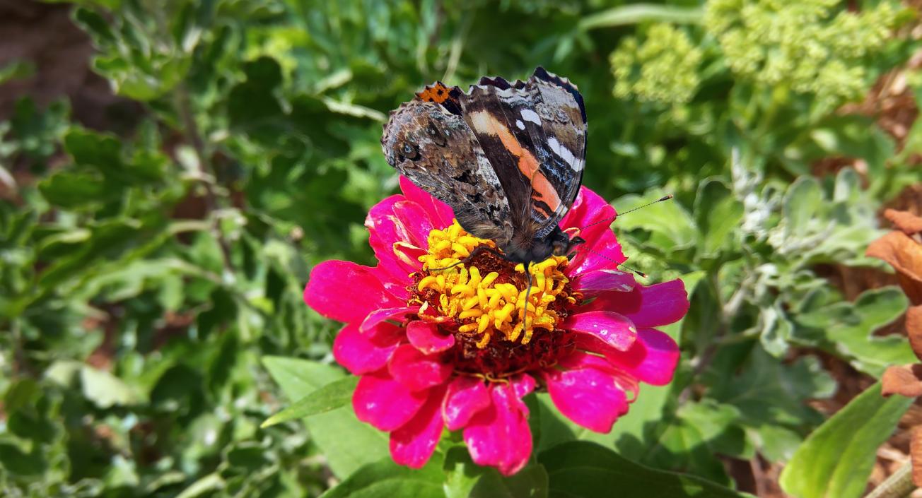 3D Vanessa Atalanta Butterfly Sitting Pose with Fur model