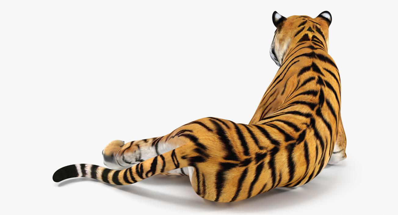 3D Lying Tiger