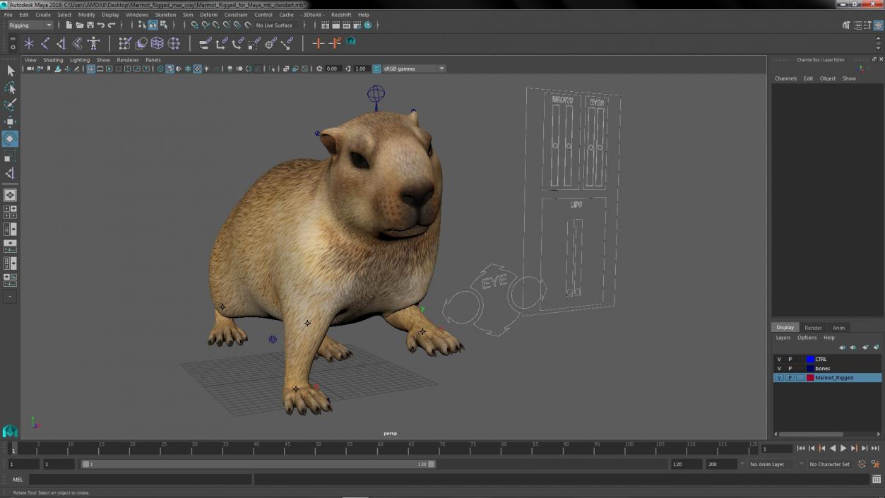 Marmot Rigged for Maya 3D