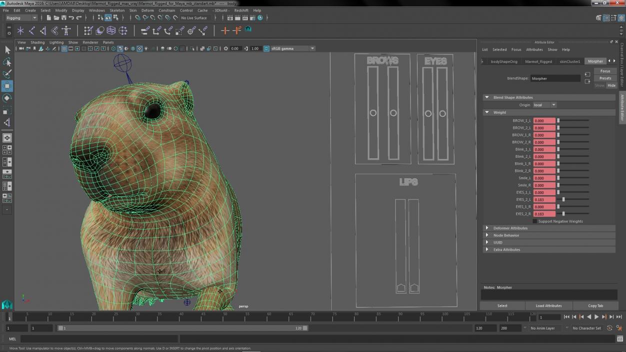 Marmot Rigged for Maya 3D