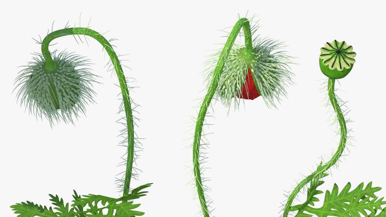 Stages of Poppy Flower Growth 3D model