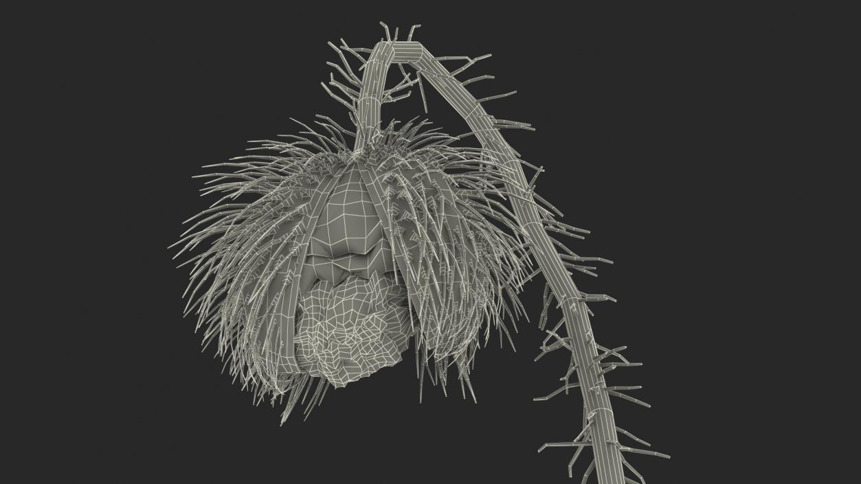 Stages of Poppy Flower Growth 3D model