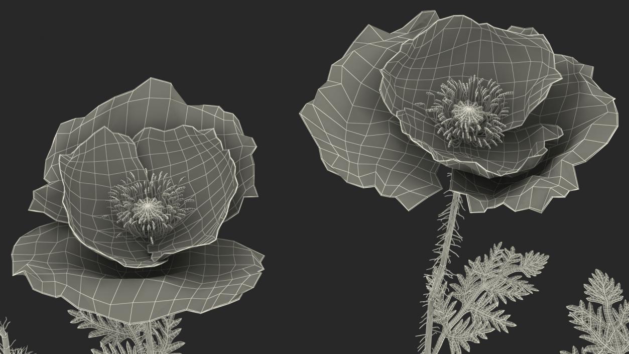 Stages of Poppy Flower Growth 3D model