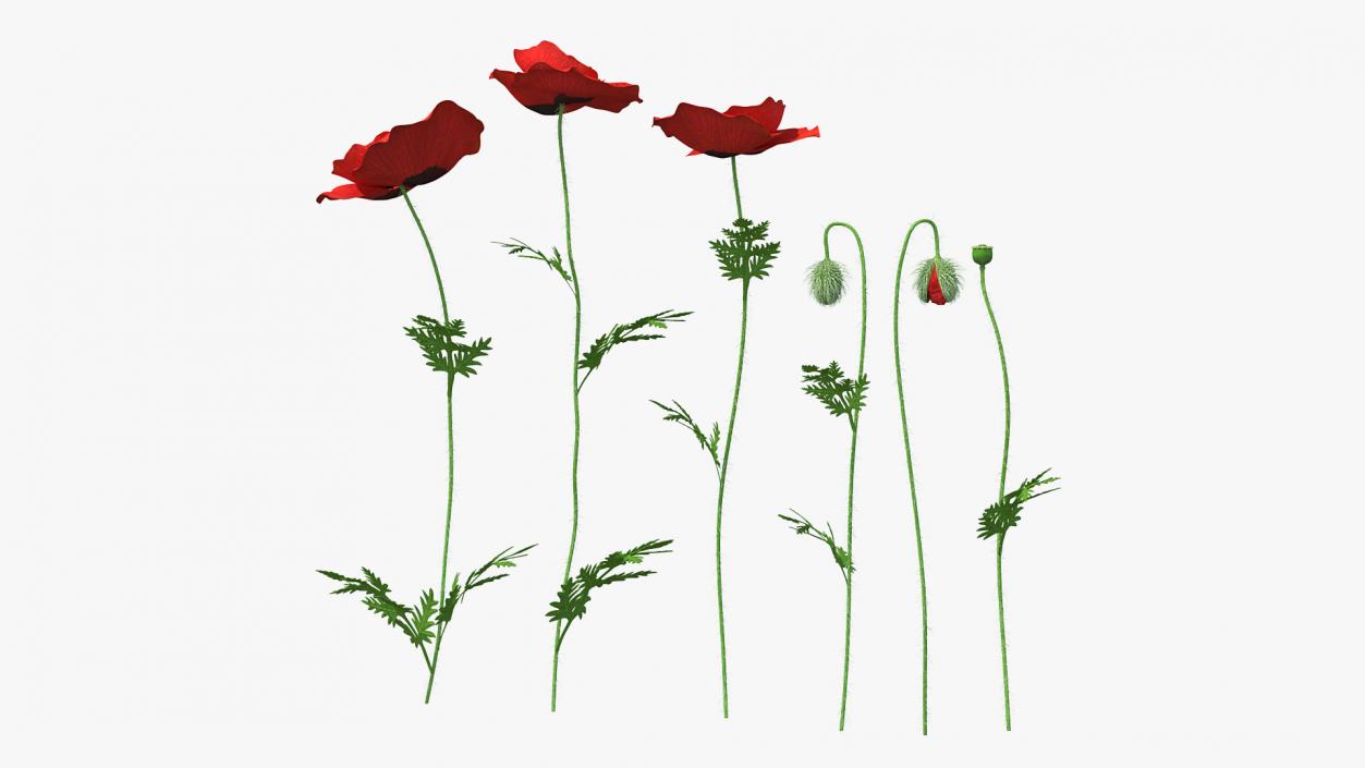 Stages of Poppy Flower Growth 3D model