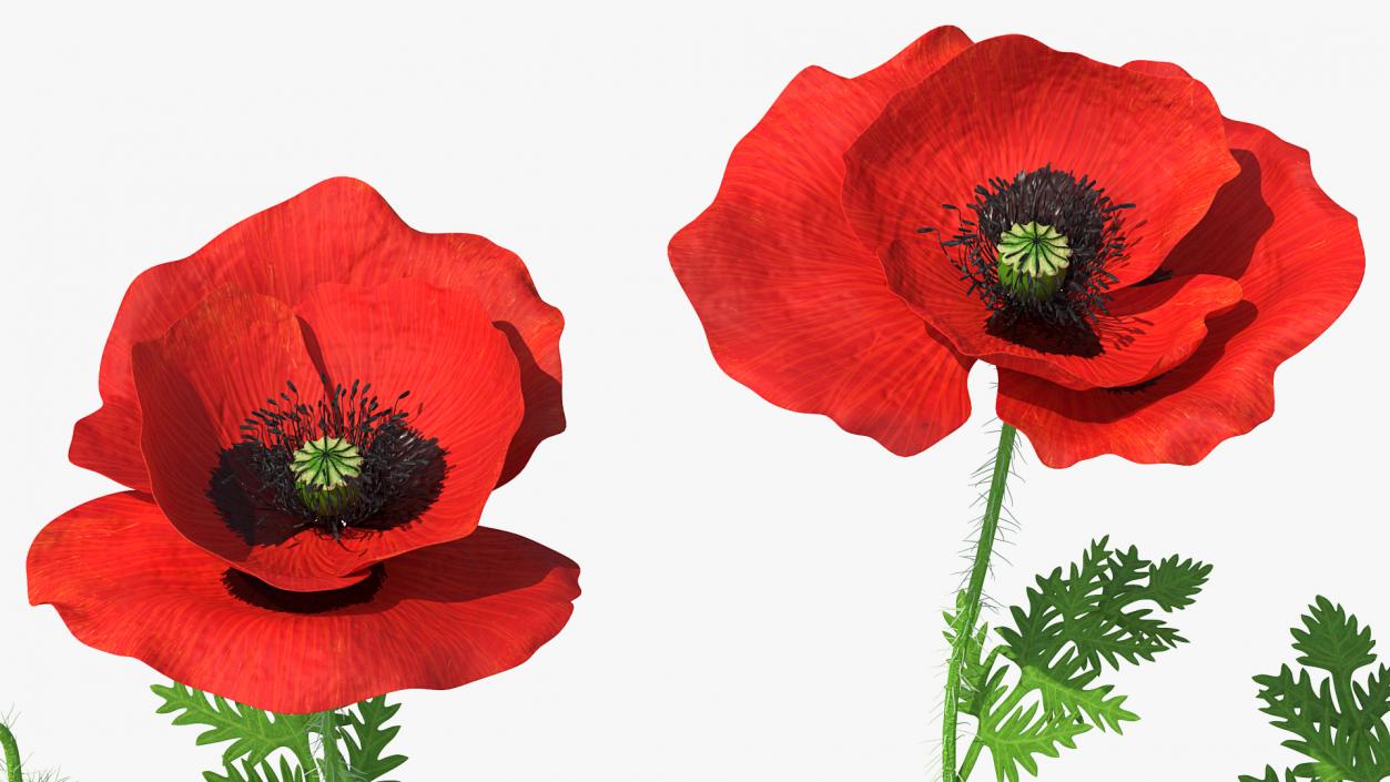 Stages of Poppy Flower Growth 3D model