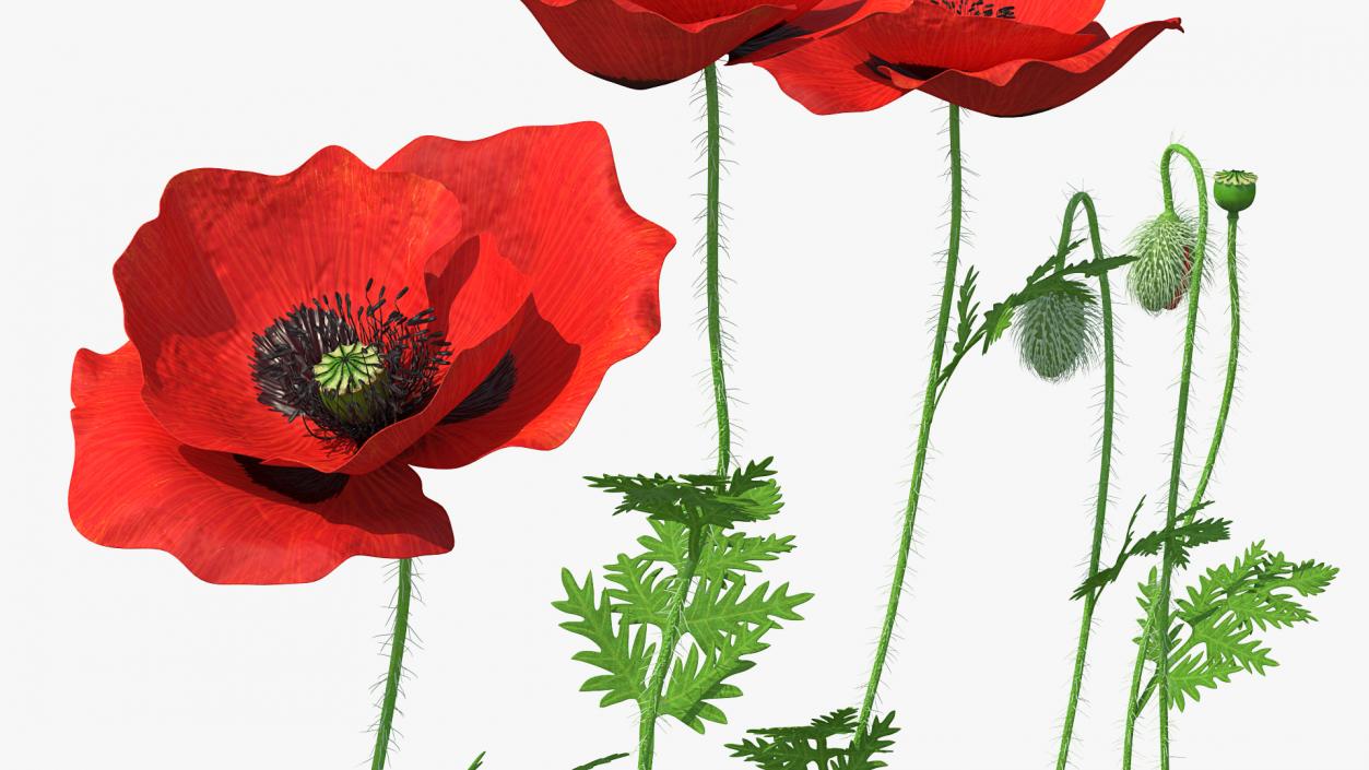 Stages of Poppy Flower Growth 3D model