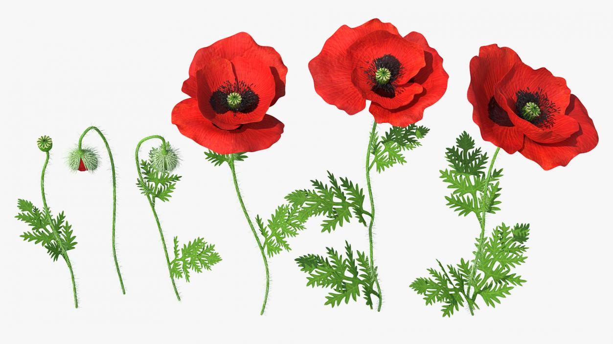 Stages of Poppy Flower Growth 3D model