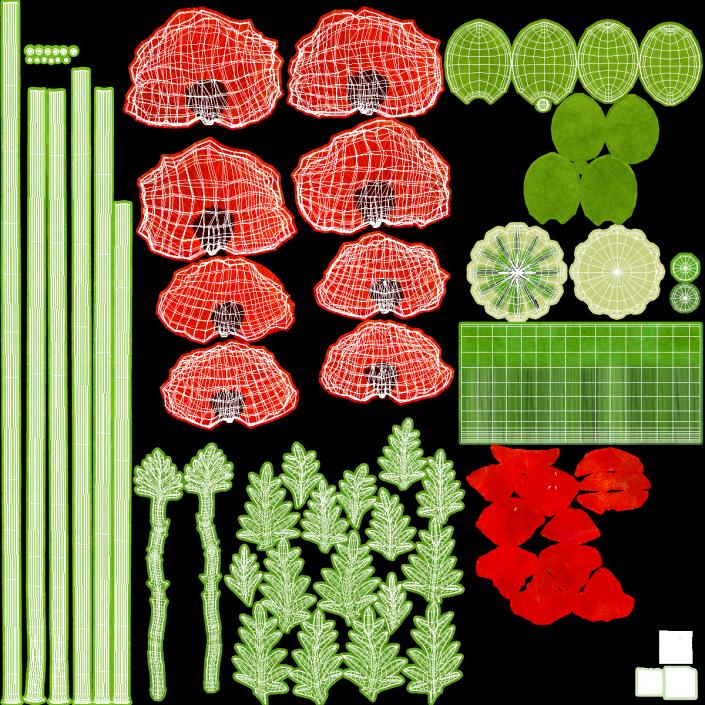 Stages of Poppy Flower Growth 3D model