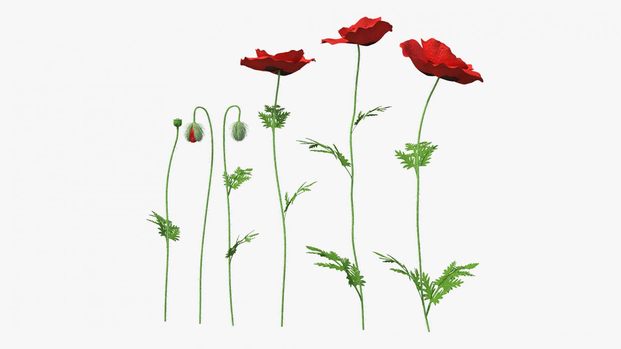 Stages of Poppy Flower Growth 3D model