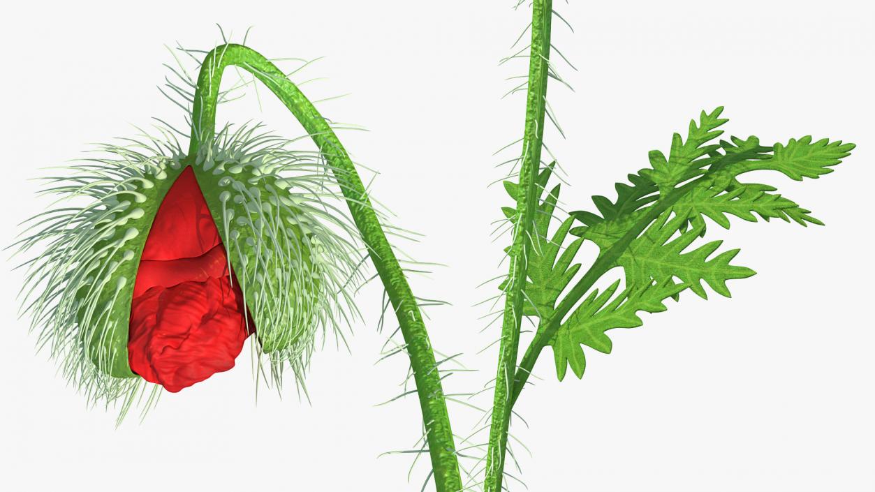 Stages of Poppy Flower Growth 3D model