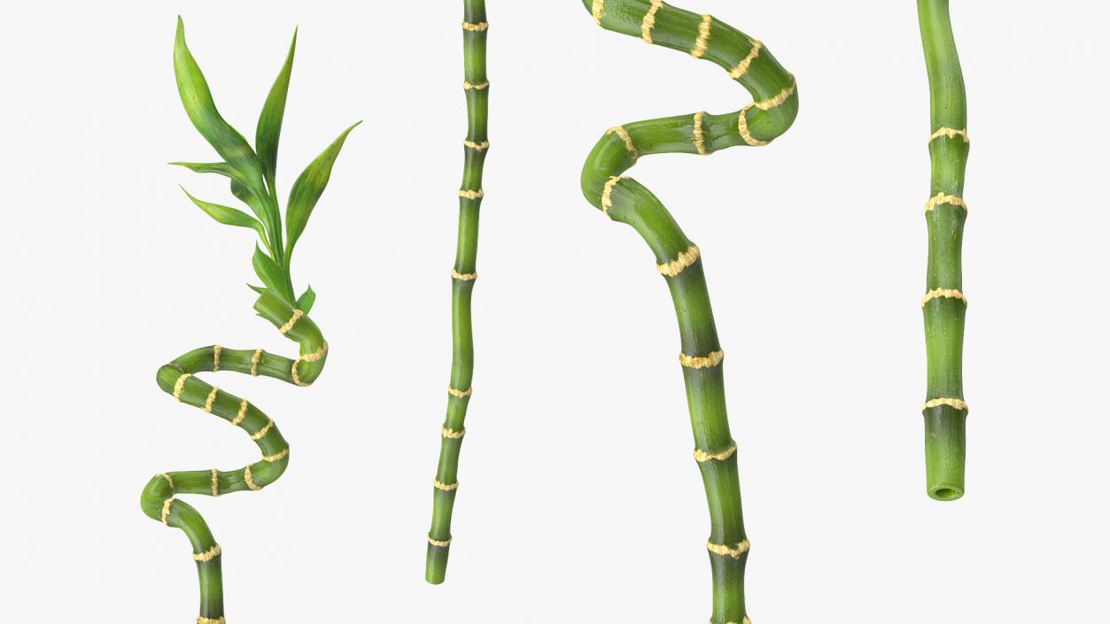 Lucky Bamboo Stem 3D