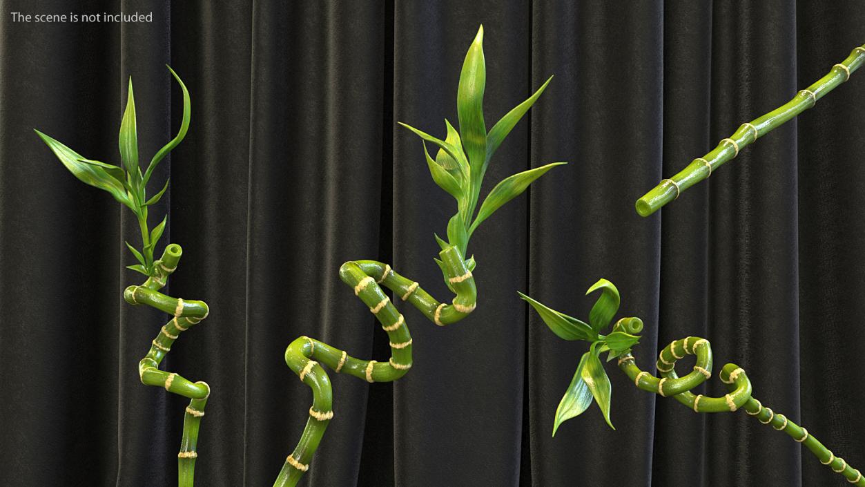 Lucky Bamboo Stem 3D