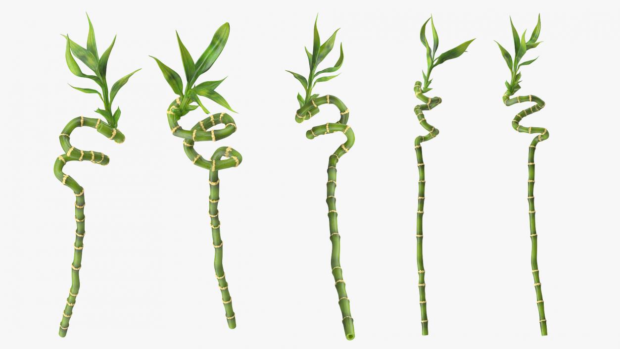 Lucky Bamboo Stem 3D