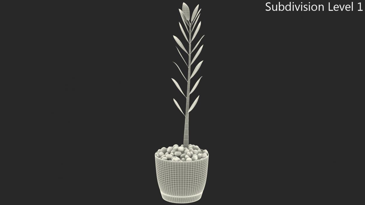 3D Zamioculcas Stem in Pot model