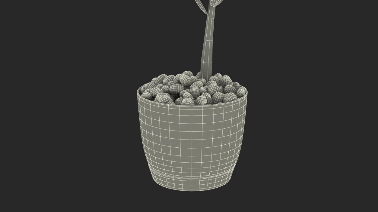 3D Zamioculcas Stem in Pot model