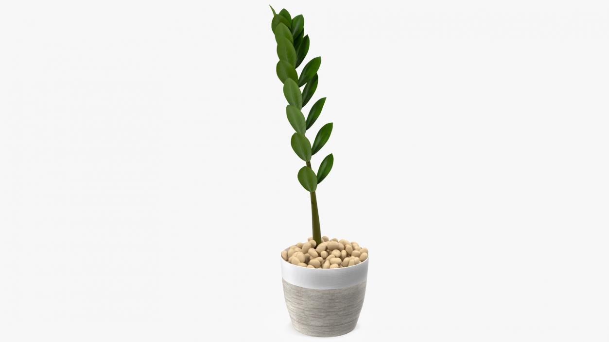 3D Zamioculcas Stem in Pot model