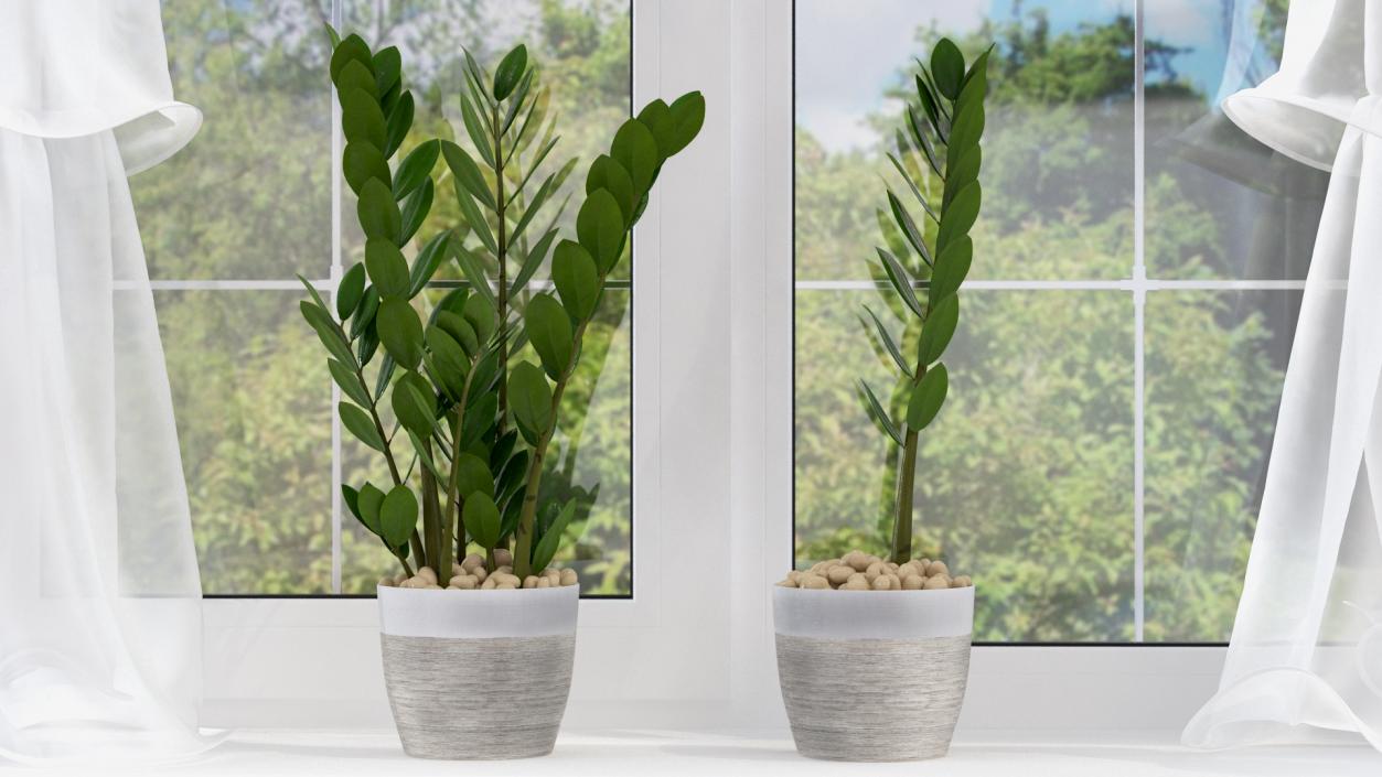 3D Zamioculcas Stem in Pot model