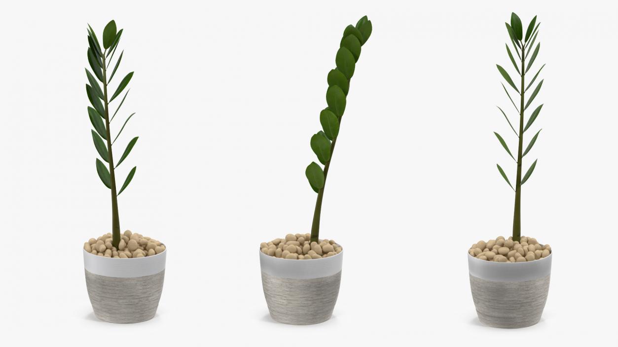 3D Zamioculcas Stem in Pot model