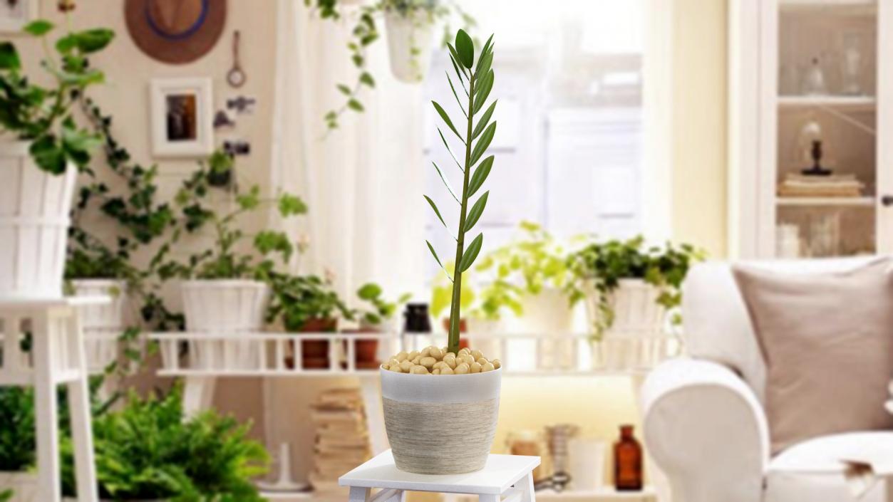 3D Zamioculcas Stem in Pot model