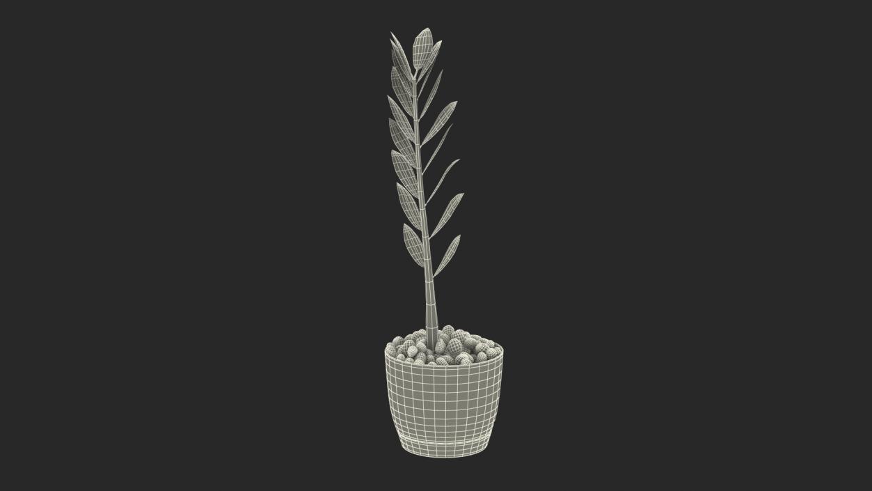 3D Zamioculcas Stem in Pot model