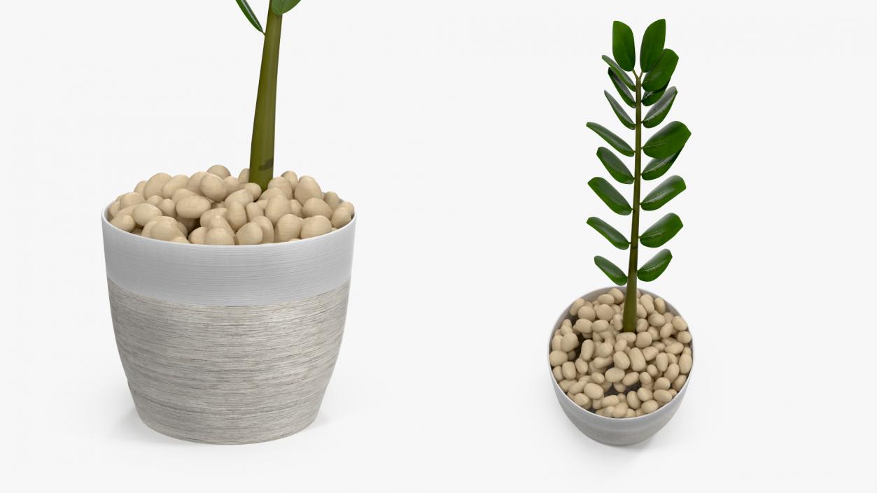 3D Zamioculcas Stem in Pot model